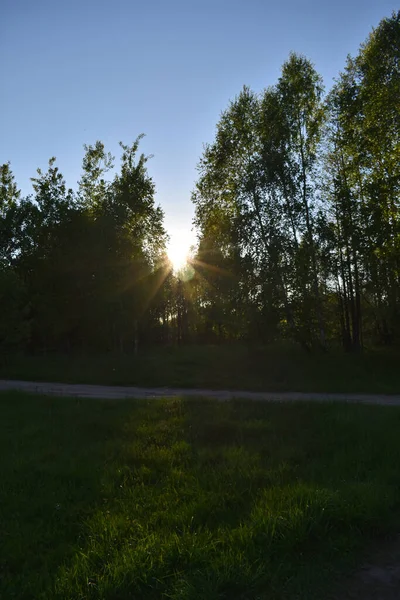 Západ Slunce Letním Zeleném Lese — Stock fotografie
