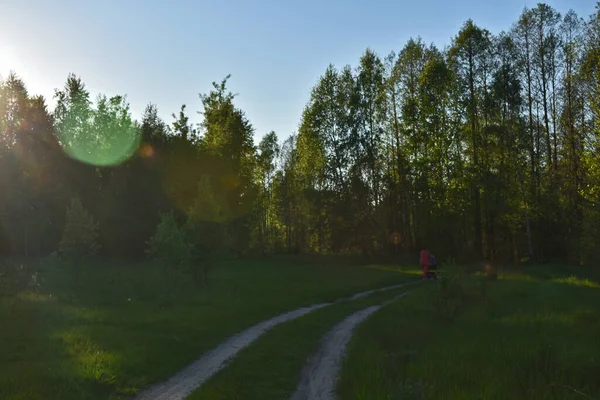 夏の緑の森の夕日 — ストック写真