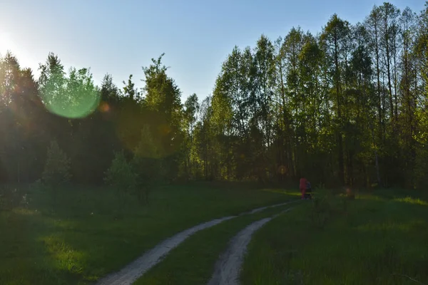 Tramonto Nella Foresta Verde Estiva — Foto Stock