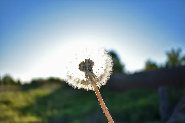 Fiore Tarassaco Bianco Nel Villaggio — Foto Stock