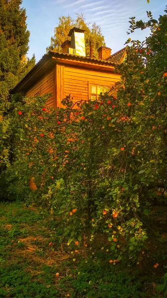 Altes Holzhaus Inmitten Von Herbstlaub — Stockfoto