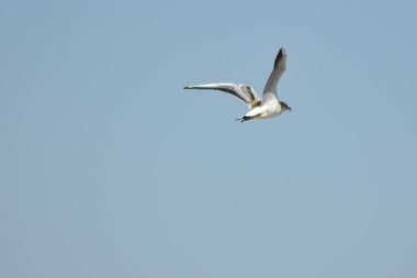 Martı mavi gökyüzünde uçar