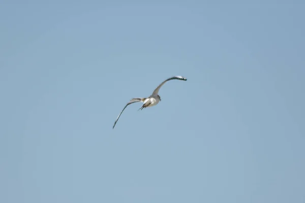 Möwe Fliegt Über Den Blauen Himmel — Stockfoto