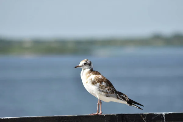 Vogel Flussufer Aus Nächster Nähe — Stockfoto