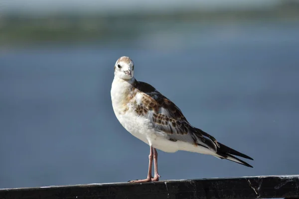 Vogel Flussufer Aus Nächster Nähe — Stockfoto