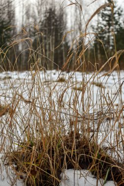İlkbaharda ormanda kar erir.