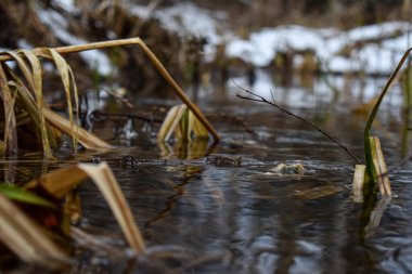 İlkbaharda ormanda kar erir.