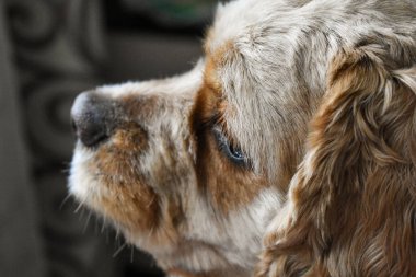 Köpek cocker spaniel portresi