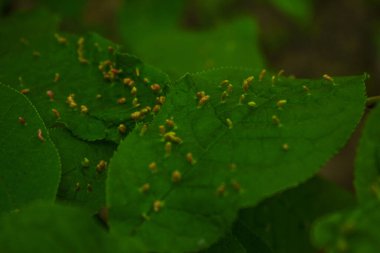 Ormanda yeşil ağaç yaprağı