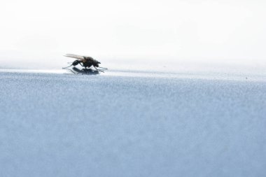 Hafif arka planda küçük sinekler