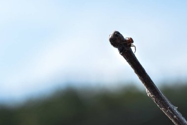 Küçük örümcek bir dala oturur.