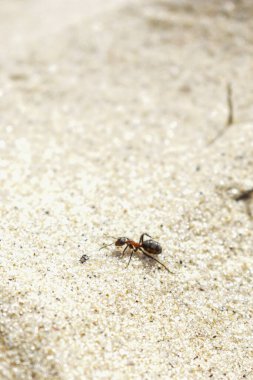 Karınca kumda sürünür.
