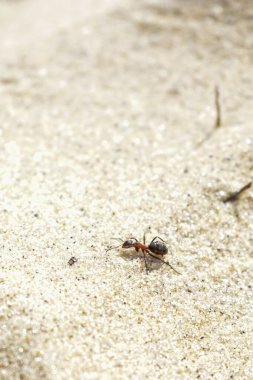Karınca kumda sürünür.