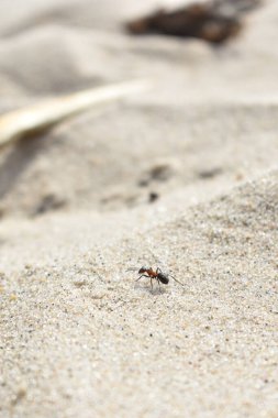 Karınca kumda sürünür.