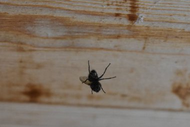 Ağa dolanmış sinek