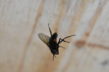 Ağa dolanmış sinek