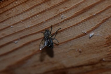 Ağa dolanmış sinek