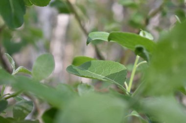 Ormandaki bir ağaç dalındaki böcekler