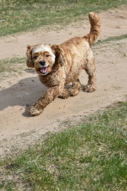 Neşeli köpek ormanda yürüyor.