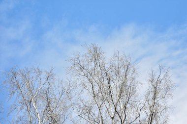 Güzel eski ahşap ev