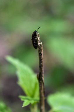 Ormandaki bir ağaç dalındaki böcekler