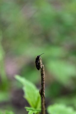Ormandaki bir ağaç dalındaki böcekler