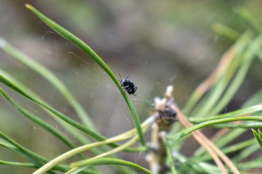 Ormandaki bir ağaç dalındaki böcekler