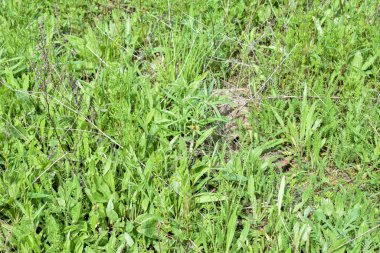 Ormandaki bir ağaç dalındaki böcekler