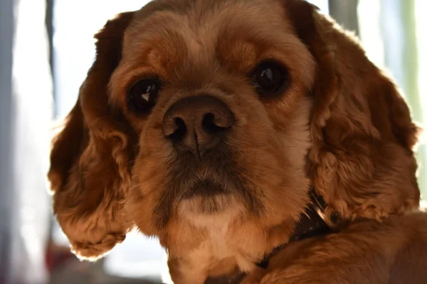 Porträt Eines Dog Cocker Spaniel — Stockfoto