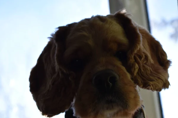 Porträtt Hund Cocker Spaniel — Stockfoto