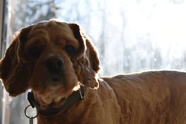 Portret Van Een Hond Cocker Spaniel — Stockfoto
