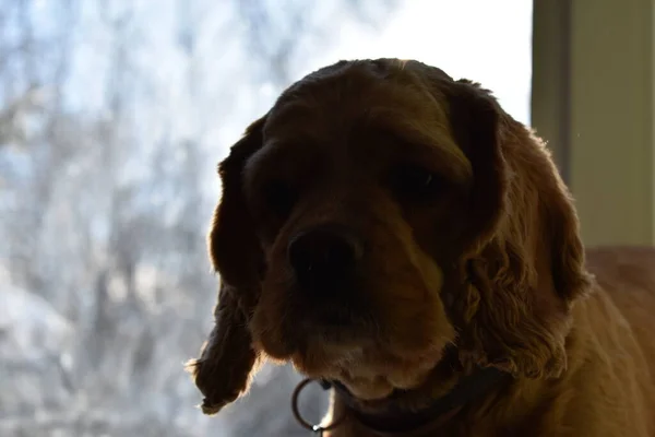 Retrato Cão Cocker Spaniel — Fotografia de Stock