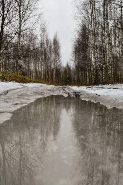 Schnee Schmilzt Frühling Wald — Stockfoto