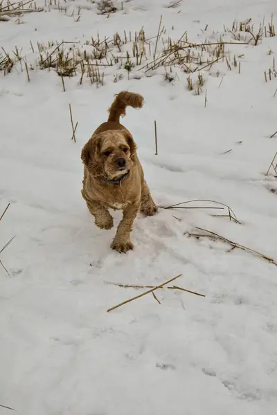 Собака Гуляет Лесу — стоковое фото