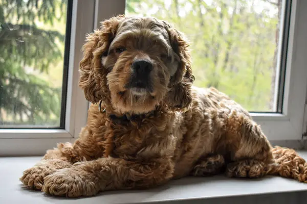 Beutiful Dog Spaniel Maison — Photo