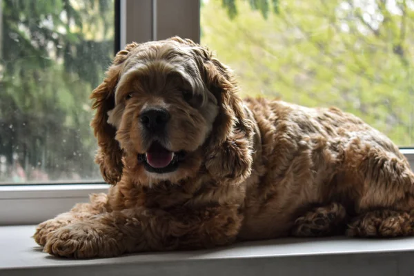 Hündchen Spaniel Hause — Stockfoto