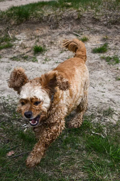 Pies Spaceruje Wzdłuż Brzegu Rzeki — Zdjęcie stockowe
