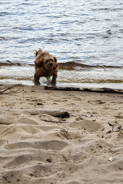 Cão Caminha Pela Margem Rio — Fotografia de Stock