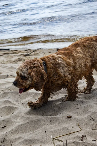 Een Hond Loopt Langs Rivieroever — Stockfoto