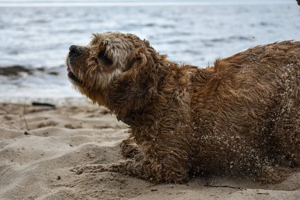 Hund Går Längs Flodstranden — Stockfoto