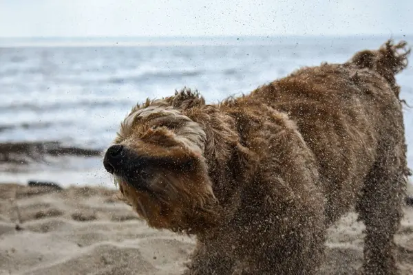 Een Hond Loopt Langs Rivieroever — Stockfoto