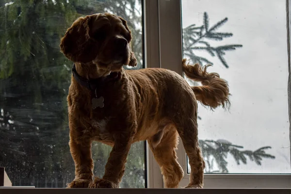 Hund Spaniel Hause — Stockfoto