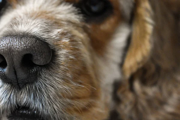 Köpek cocker spaniel portresi