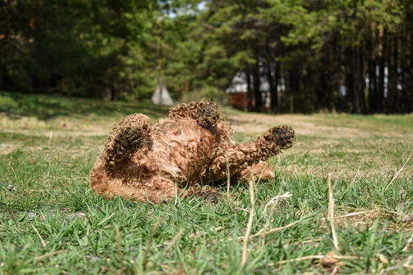 Hund Cocker Spaniel Ruht Auf Gras — Stockfoto