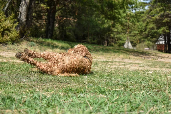 Perro Cocker Spaniel Descansa Sobre Hierba —  Fotos de Stock