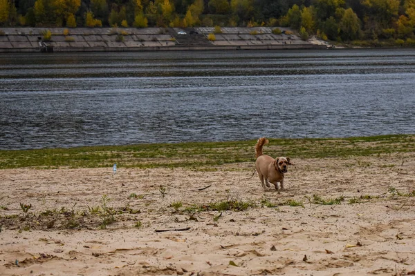 Honden Wandelingen Oever Van Rivier — Stockfoto