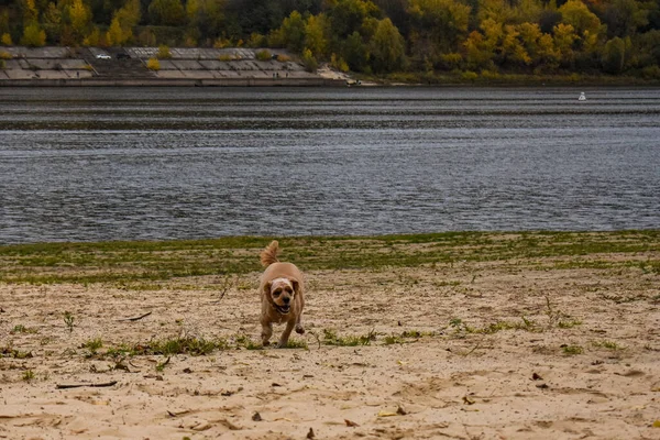 Hundpromenader Flodstranden — Stockfoto