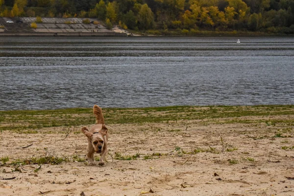 Honden Wandelingen Oever Van Rivier — Stockfoto