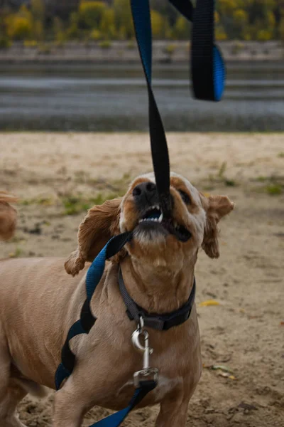 Dog Walks River Bank — Stock Photo, Image