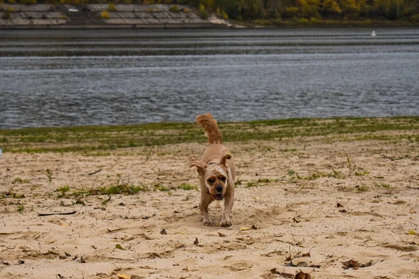 Hundpromenader Flodstranden — Stockfoto